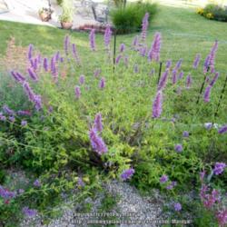Location: My garden in Kentucky
Date: 2014-07-25
Wonderful & beautiful Agastache all around! Planted 2011