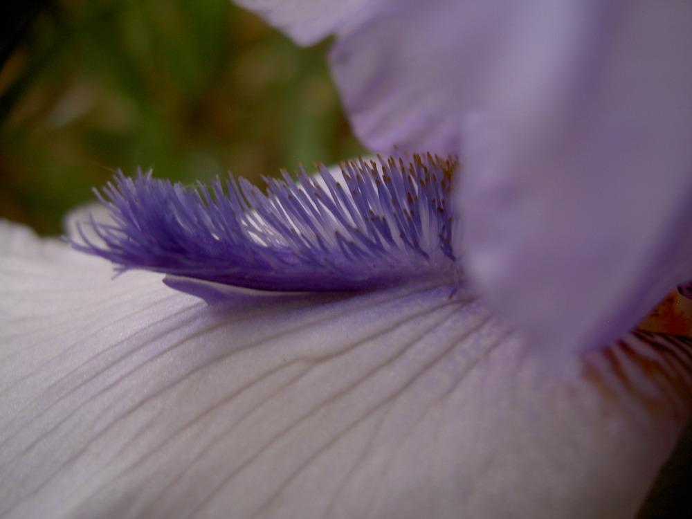 Photo of Tall Bearded Iris (Iris 'Alien Mist') uploaded by Muddymitts