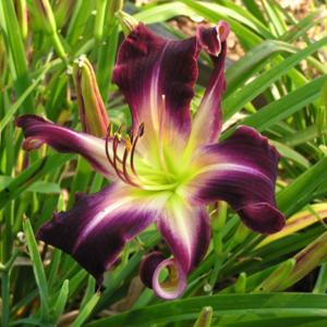 Photo Courtesy of Fairyscape Daylilies. Used with Permission.
