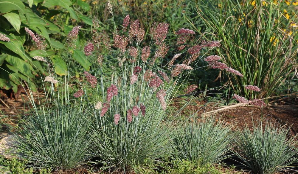 Photo of Ruby Grass (Melinis nerviglumis 'Savannah') uploaded by dave