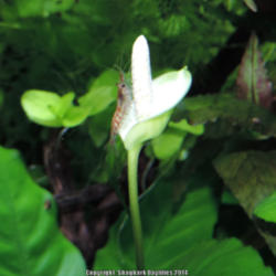 Location: freshwater planted aquarium
Date: 2014-03-18
Bloom with male Red Cherry Shrimp. Grown submerged.