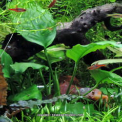 Location: freshwater planted aquarium
Date: 2014-03-16
Nana is the plant with the large leaves. Grown submerged.