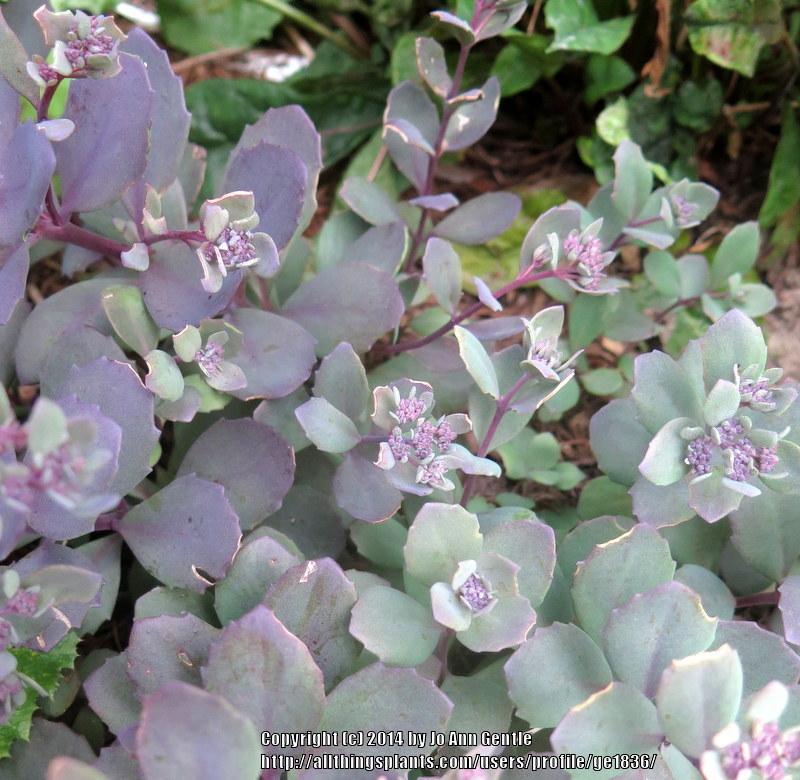 Photo of Sedum (Hylotelephium SunSparkler® Dazzleberry) uploaded by ge1836