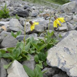 Location: Pocaterra Ridge, Kananaskis Country, Alberta; alpine talus.
Date: 2014-07-19