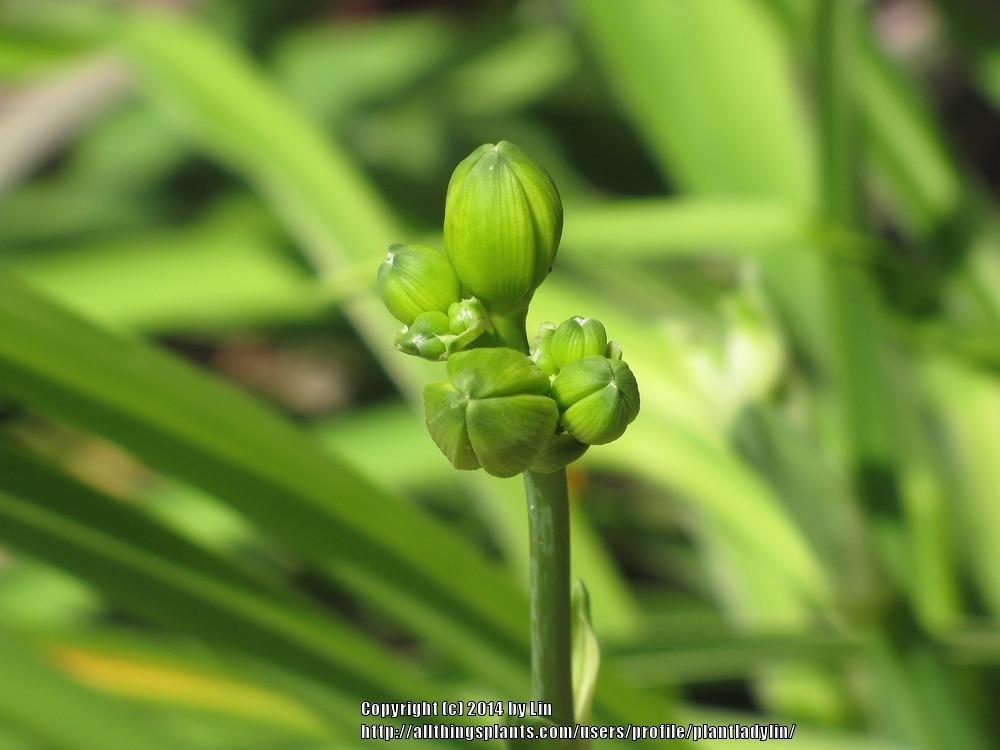 Photo of Daylily (Hemerocallis 'Grape Ripples') uploaded by plantladylin