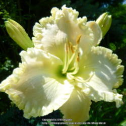 Location: My Garden- Vermont
Date: 2014-07-27
A TRUE WHITE DAYLILY THAT IS OUTSTANDING IN EVERY WAY