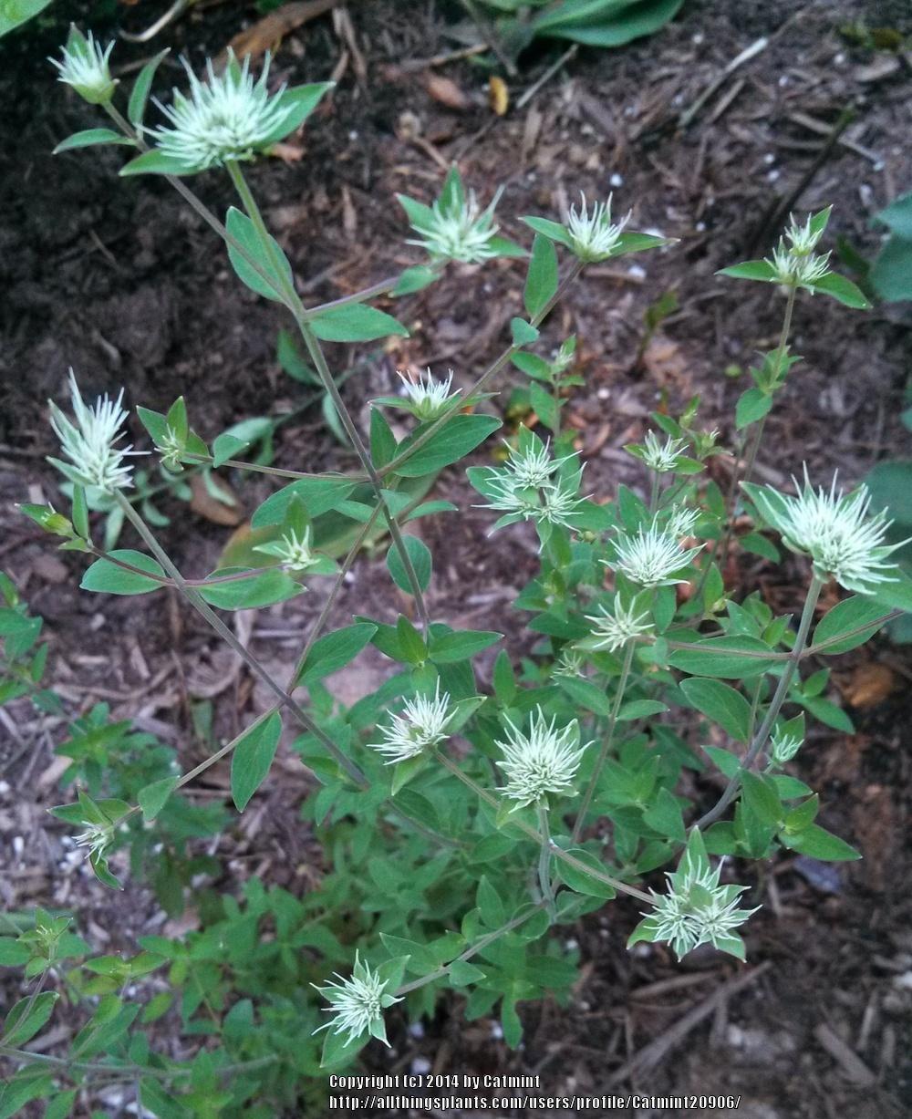 Photo of Appalachian Mountain Mint (Pycnanthemum flexuosum) uploaded by Catmint20906