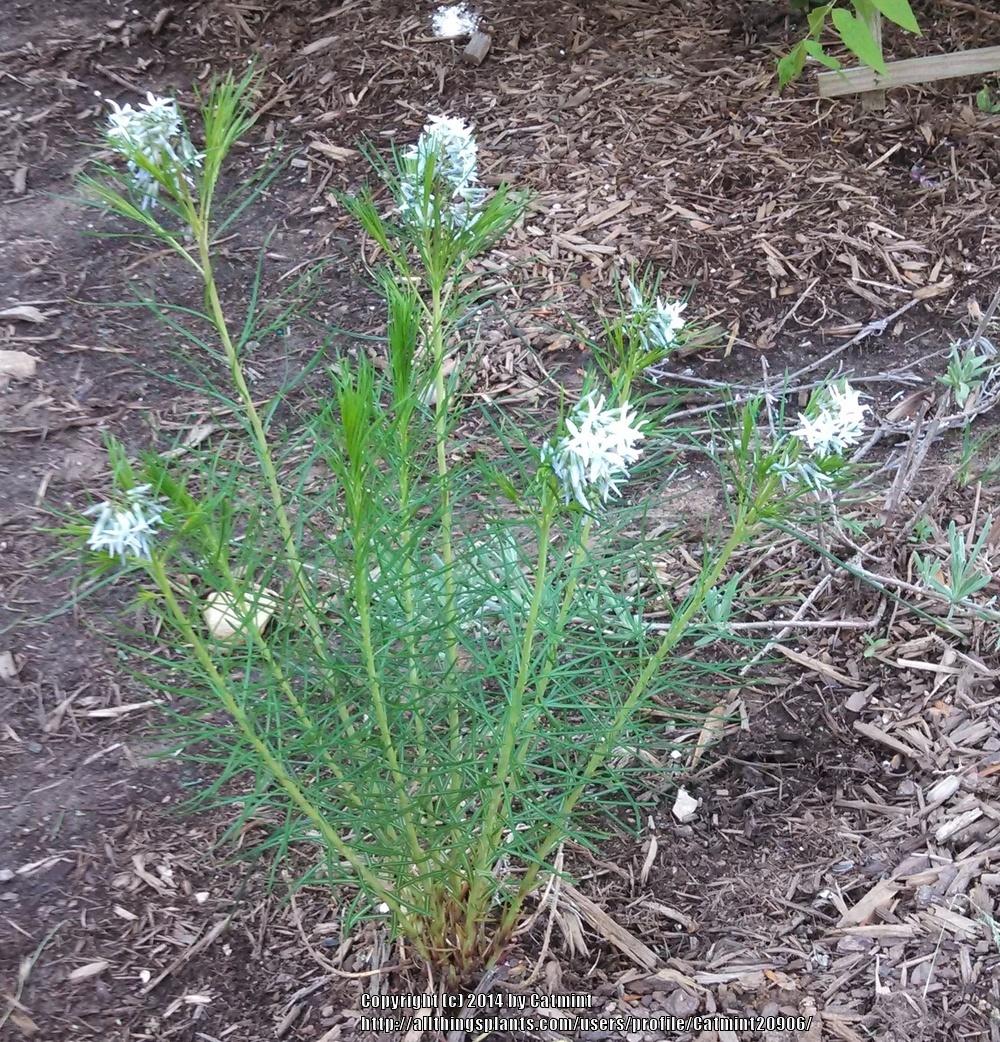 Photo of Blue Star (Amsonia hubrichtii) uploaded by Catmint20906