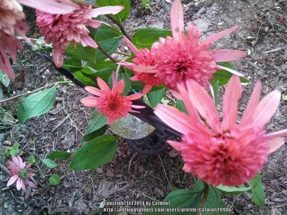 Photo of Coneflower (Echinacea 'Raspberry Truffle') uploaded by Catmint20906