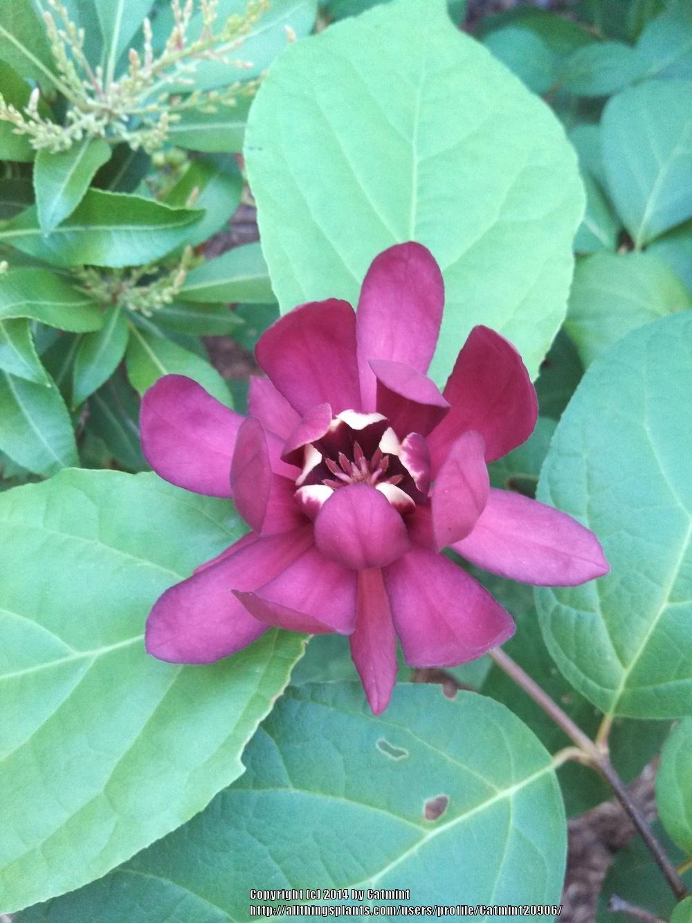 Photo of Sweet Shrub (Calycanthus x raulstonii 'Hartlage Wine') uploaded by Catmint20906
