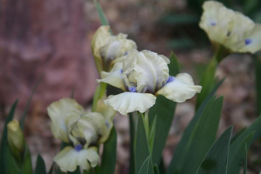 Photo of Standard Dwarf Bearded Iris (Iris 'Satin Accent') uploaded by KentPfeiffer