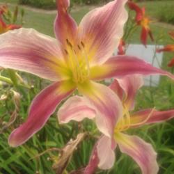 Location: O'Bannon Springs Daylilies, Nashport OH
Full sun afternoon picture