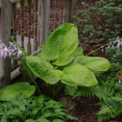 Location: Derwood, MD
Date: 2014-07-27
Hosta Sum and Substance (large hosta in center)  roughly 10 years