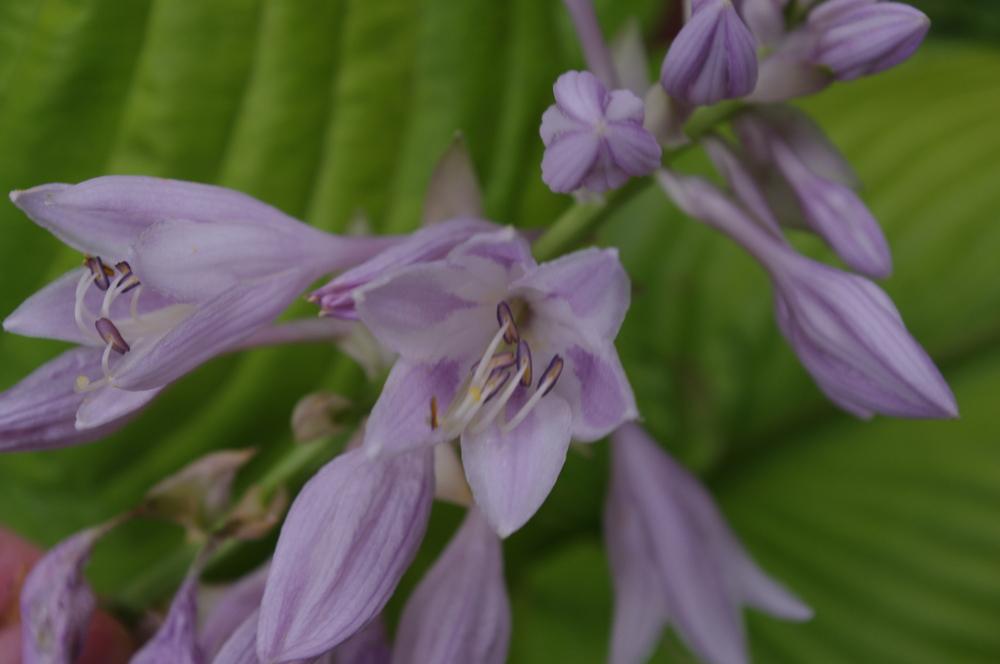 Photo of Hosta 'Sum and Substance' uploaded by RickM