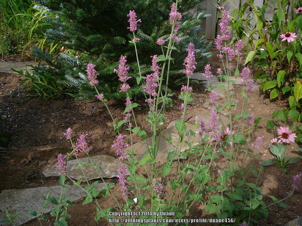 Photo of Hyssop (Agastache 'Arcado Pink') uploaded by duane456