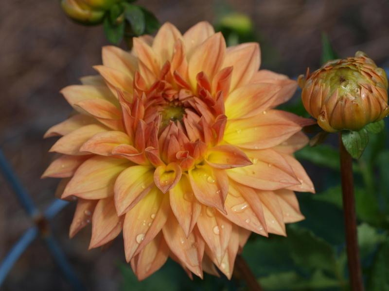Photo of Dahlia 'Country Sweetheart' uploaded by frankrichards16