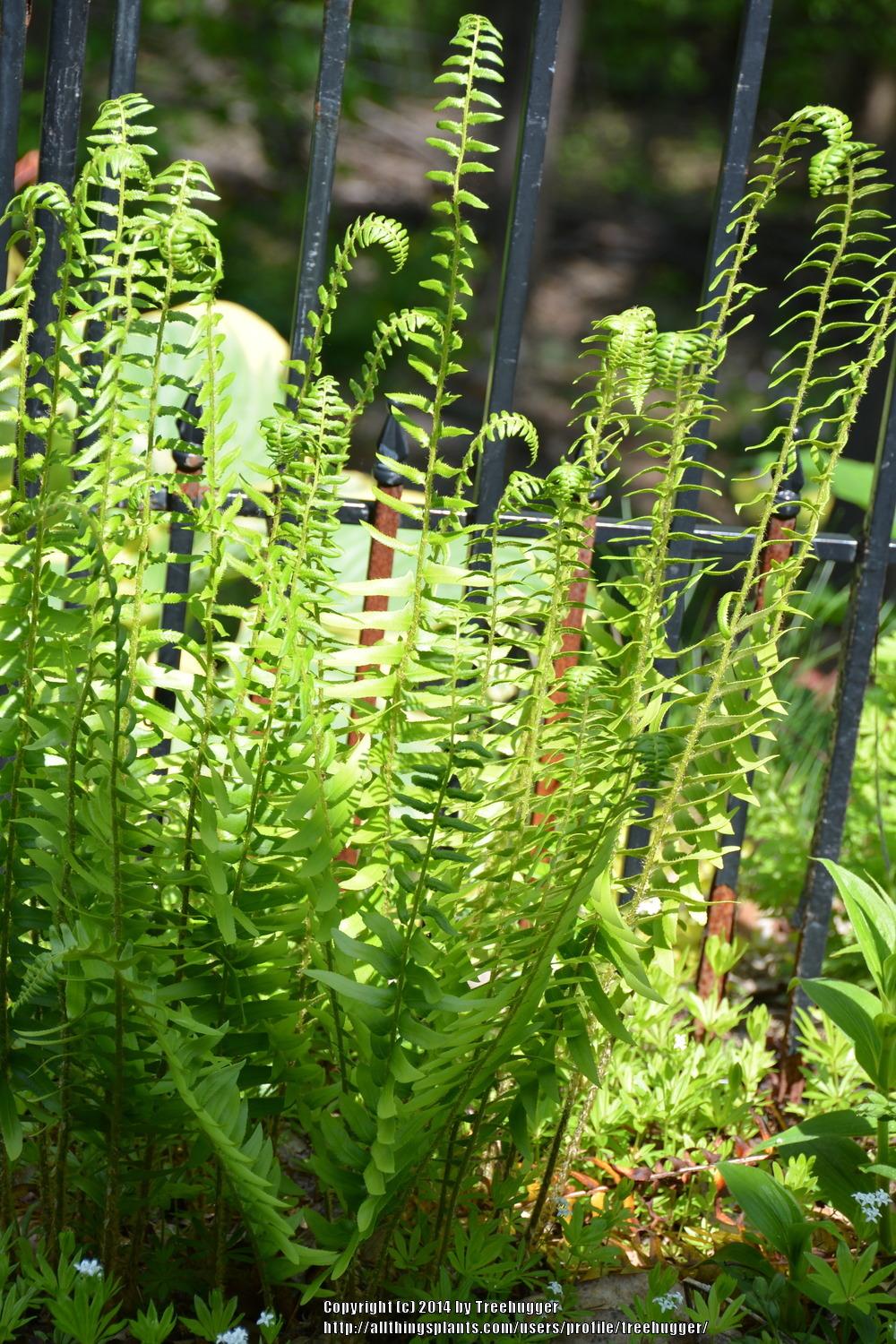 Photo of Christmas Fern (Polystichum acrostichoides) uploaded by treehugger