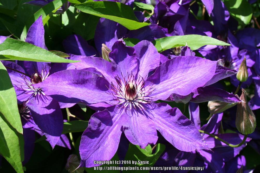 Photo of Clematis 'The President' uploaded by 4susiesjoy