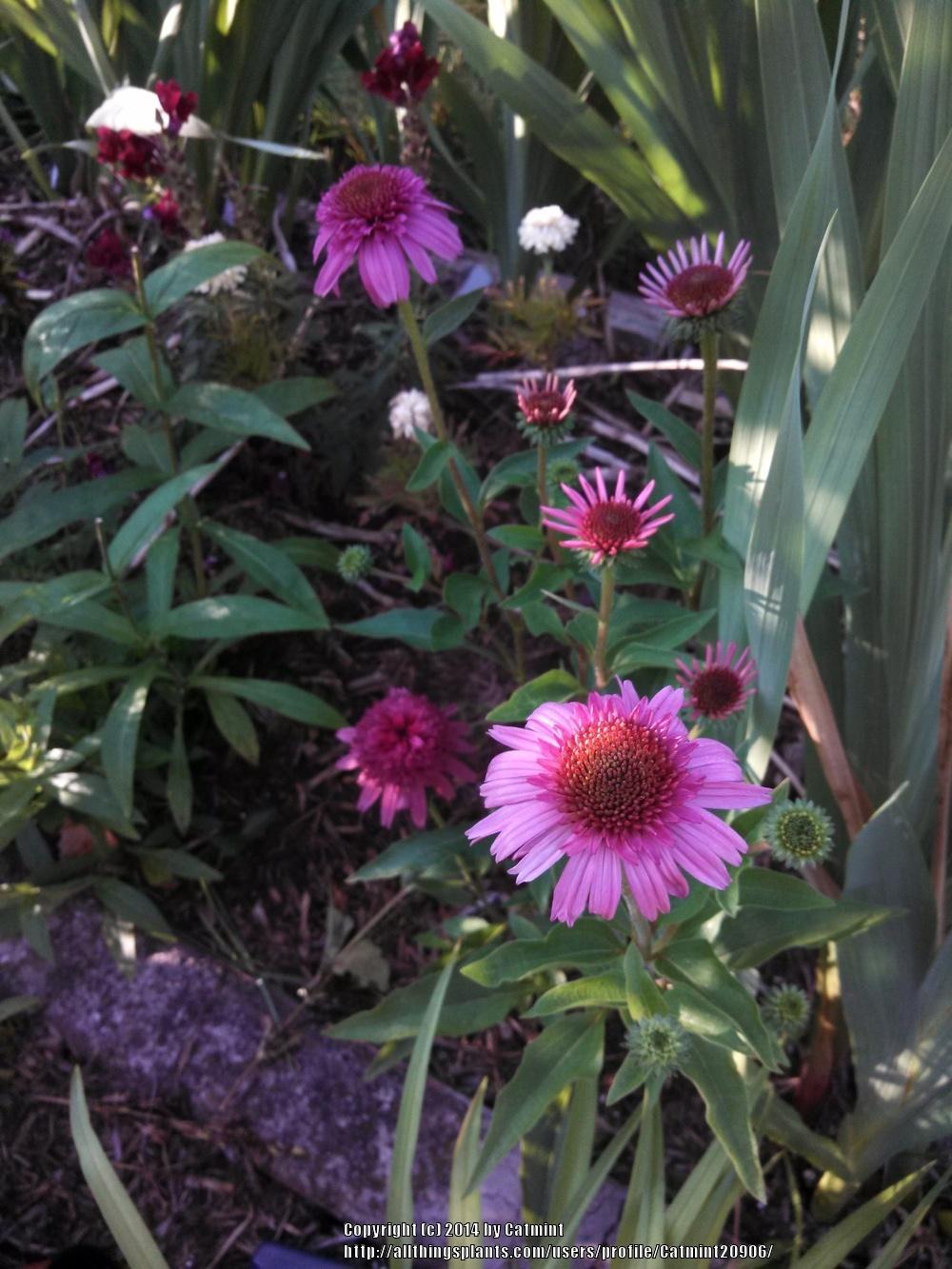 Photo of Coneflower (Echinacea 'Secret Affair') uploaded by Catmint20906