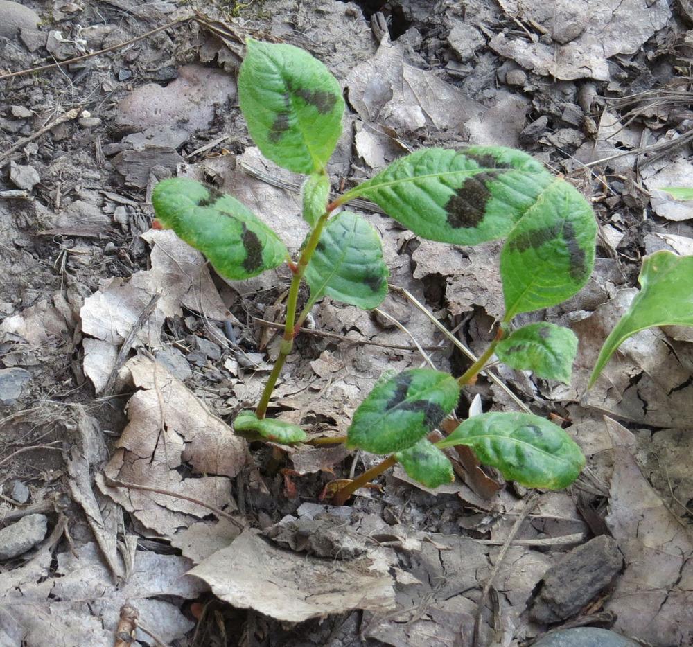 Photo of Smartweed (Persicaria) uploaded by Natalie