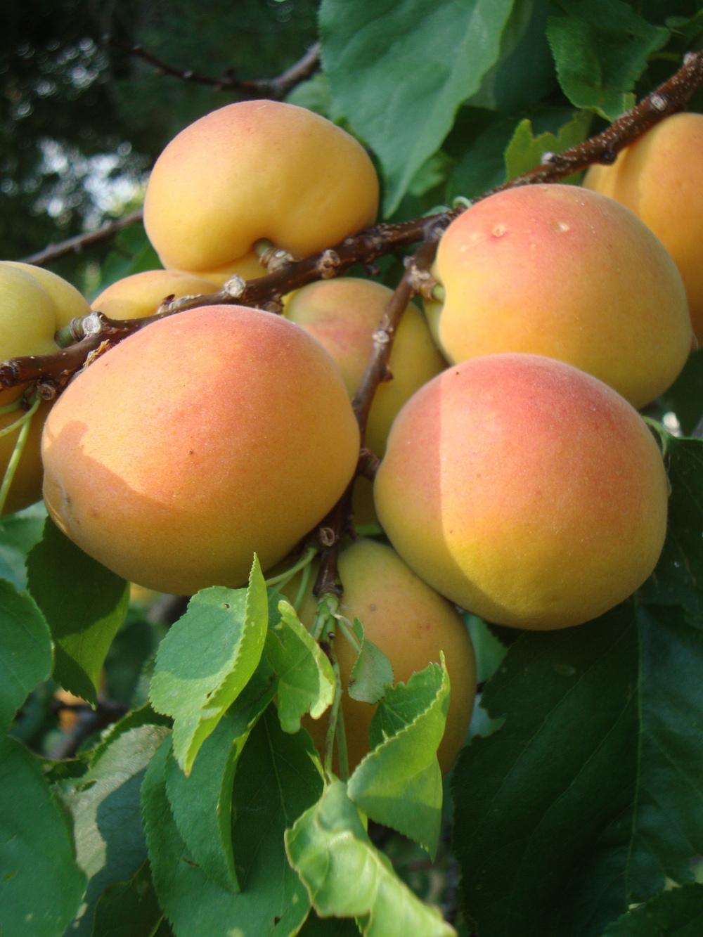 Photo of Apricots (Prunus armeniaca) uploaded by Paul2032