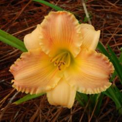 Location: home
Date: 2014-07-27
This is a gorgeous daylily!  The form is perfect and the blend of