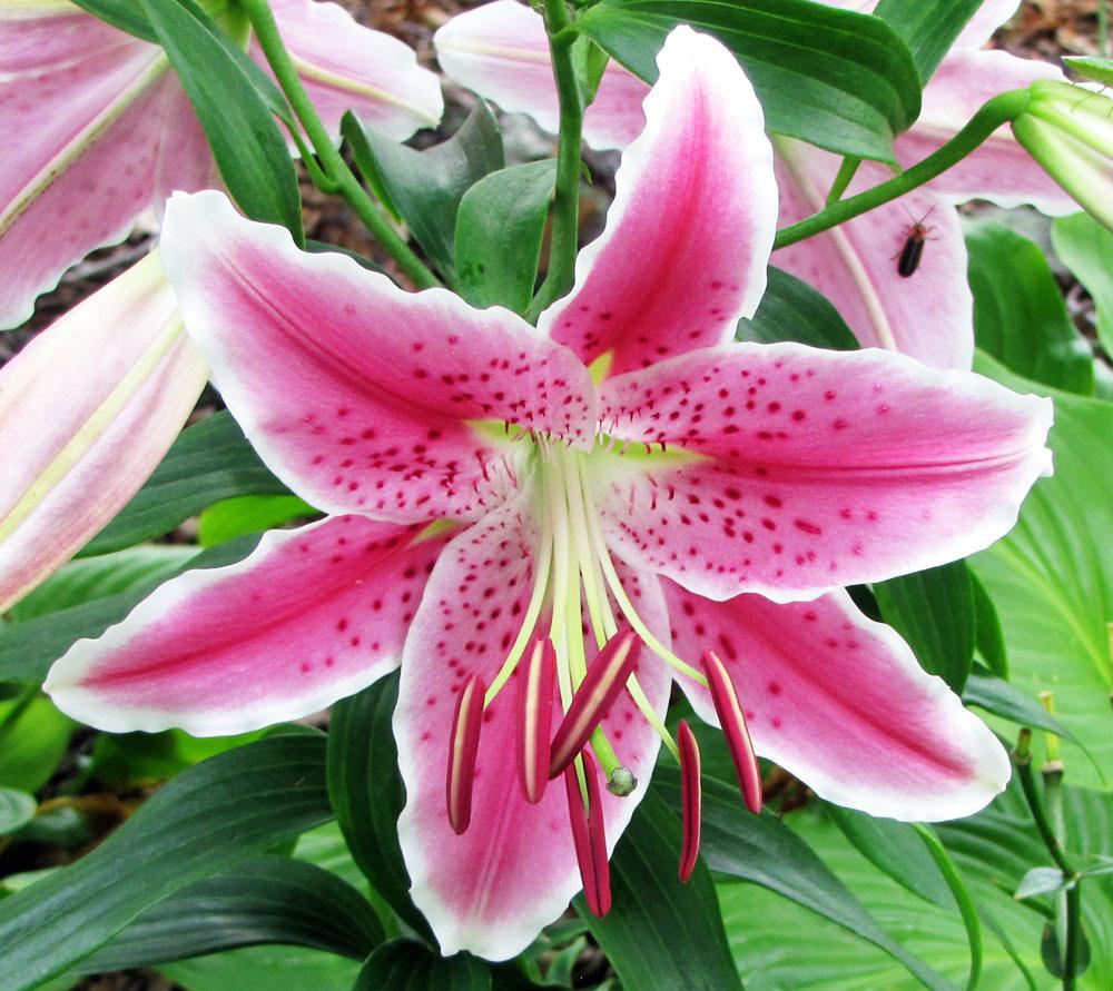 Photo of Oriental Lily (Lilium 'Star Gazer') uploaded by TBGDN