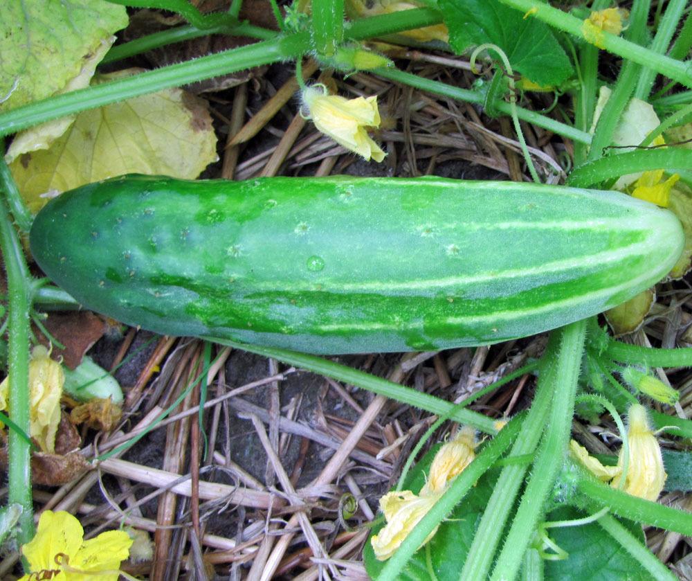 Photo of Cucumber (Cucumis sativus 'Early Fortune') uploaded by TBGDN
