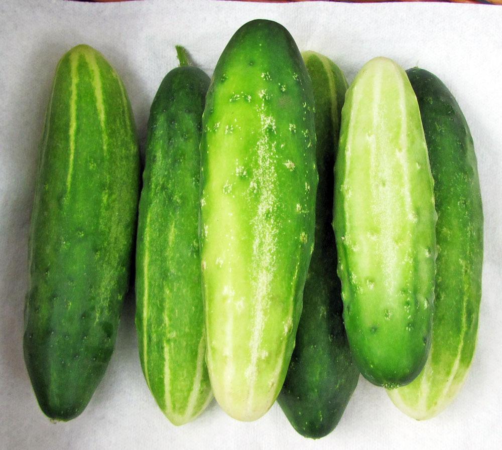 Photo of Cucumber (Cucumis sativus 'Early Fortune') uploaded by TBGDN