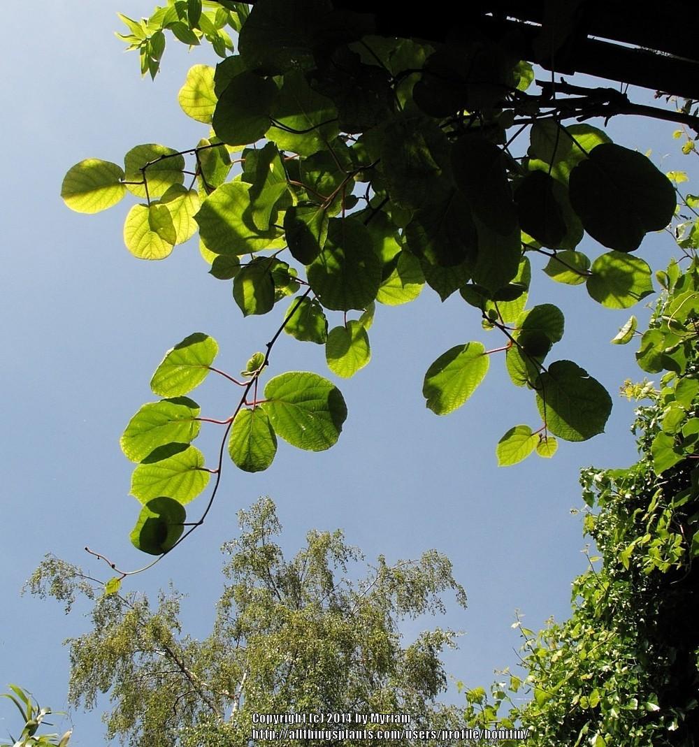 Photo of Kiwi Fruit (Actinidia chinensis var. deliciosa) uploaded by bonitin