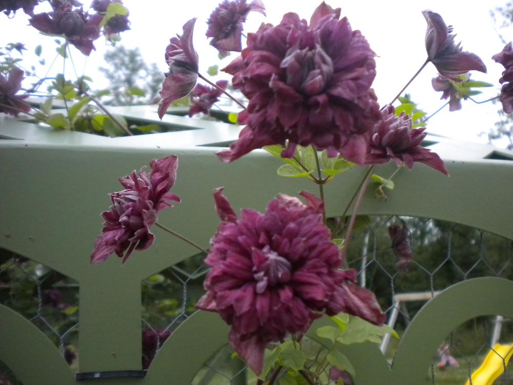Photo of Clematis (Clematis viticella 'Purpurea Plena Elegans') uploaded by bpsgarden