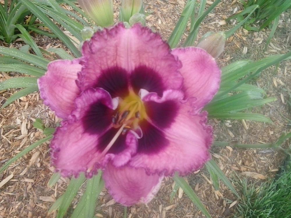 Photo of Daylily (Hemerocallis 'Awesome Blossom') uploaded by bpsgarden