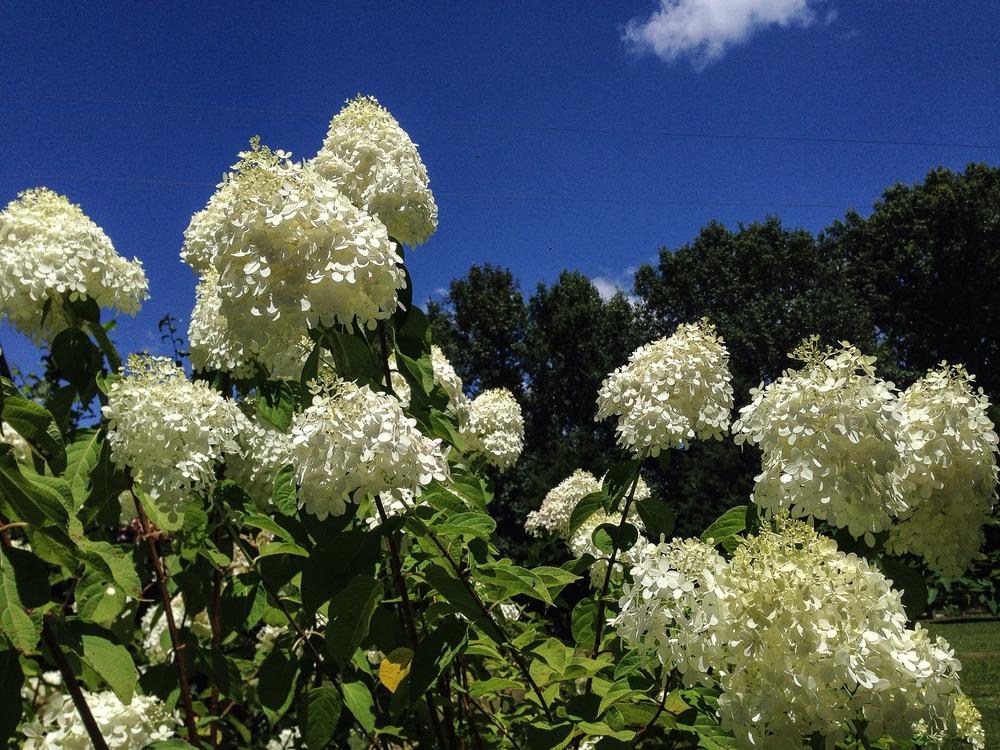 Photo of Panicle Hydrangea (Hydrangea paniculata Limelight™) uploaded by clintbrown