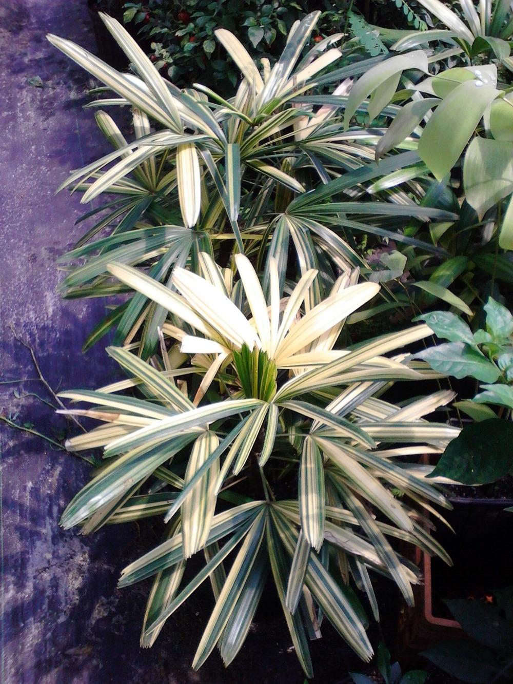 Photo of Lady Palm (Rhapis excelsa 'Zuikonishiki') uploaded by cycadjungle