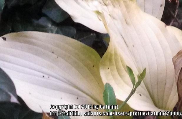 Photo of Hosta 'Little Miss Sunshine' uploaded by Catmint20906