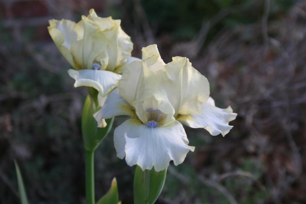 Photo of Intermediate Bearded Iris (Iris 'What About Me') uploaded by KentPfeiffer