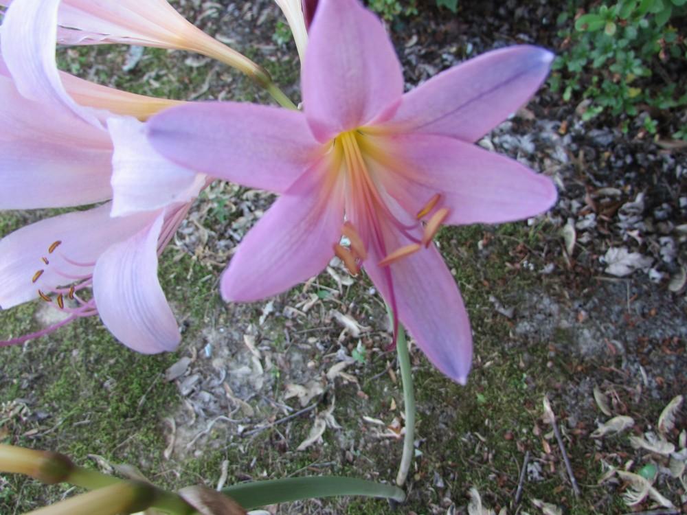 Photo of Surprise Lily (Lycoris squamigera) uploaded by SongofJoy