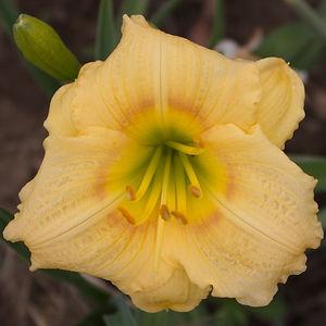 Photo of Daylily (Hemerocallis 'Camden Queen') uploaded by chalyse