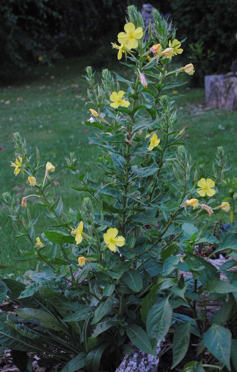 Photo of Evening Primrose (Oenothera glazioviana 'Tina James' Magic') uploaded by chelle