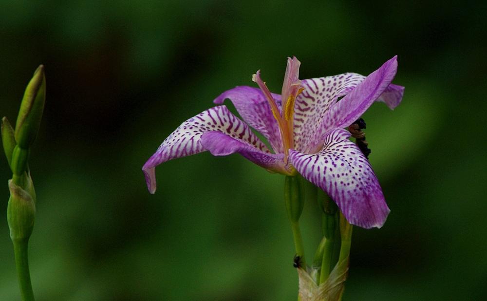 Photo of Species X Iris (Iris x norrisii 'Summer Candy') uploaded by dirtdorphins