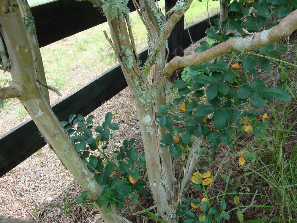 Photo of Crape Myrtle (Lagerstroemia indica 'Tuscarora') uploaded by flaflwrgrl