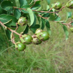 Location: zone 8 Lake City, Fl.
Date: 2014-07-22
immature seed pods