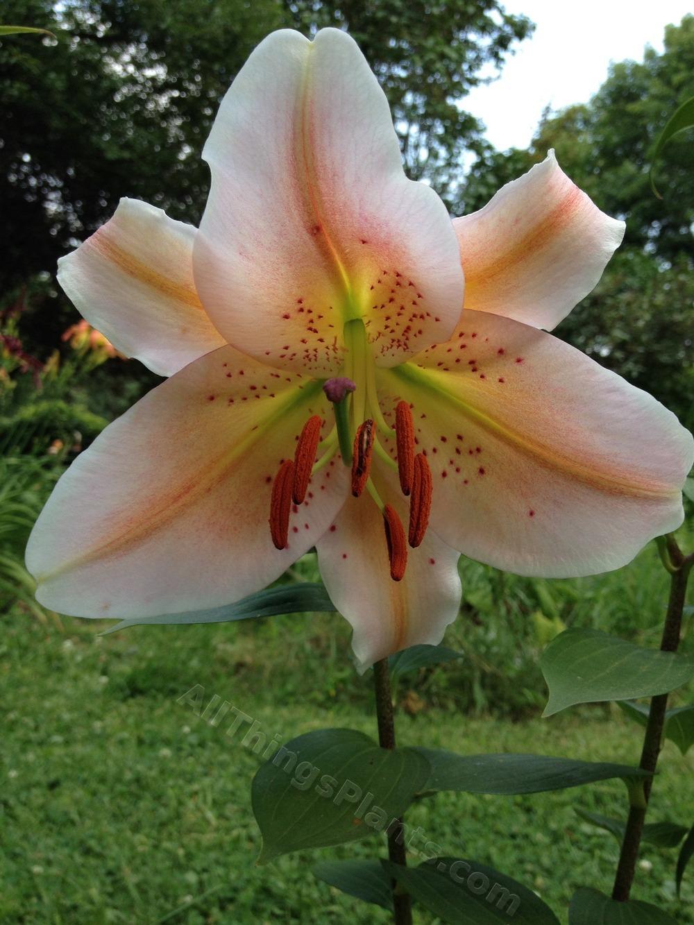 Photo of Lily (Lilium 'Salmon Party') uploaded by magnolialover
