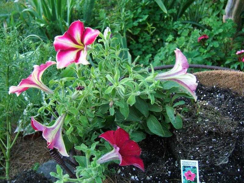 Photo of Petunia Crazytunia® Mandeville uploaded by pirl