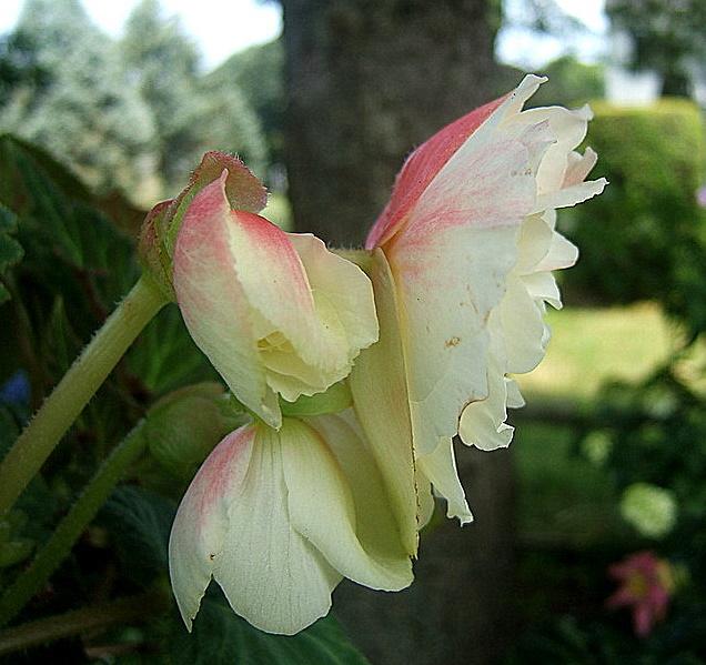 Photo of Tuberous Begonia (Begonia 'Angelique') uploaded by pirl