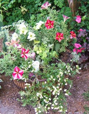 Photo of Petunia Crazytunia® Mandeville uploaded by pirl