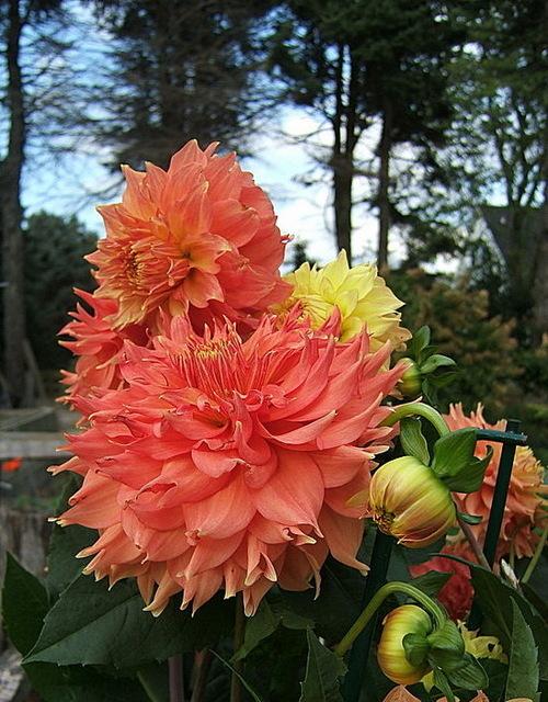Photo of Dahlia 'Blown Dry' uploaded by pirl