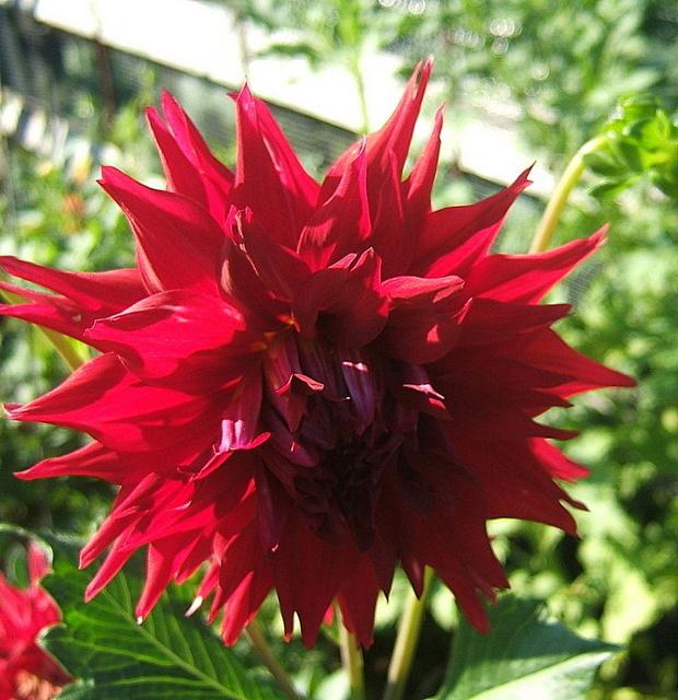 Photo of Dahlia 'Hollyhill Jester' uploaded by pirl