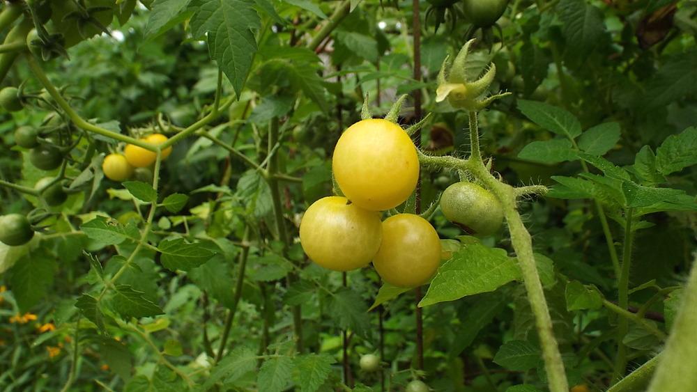Photo of Tomato (Solanum lycopersicum 'Champagne Cherry') uploaded by poisondartfrog