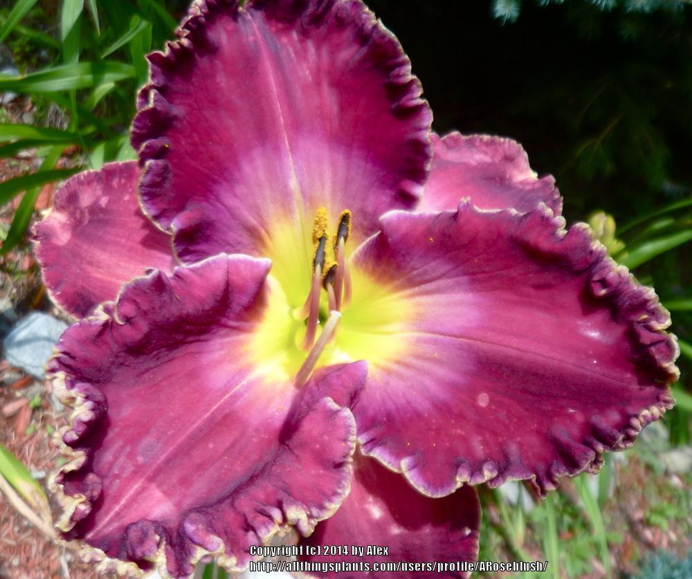 Photo of Daylilies (Hemerocallis) uploaded by ARoseblush